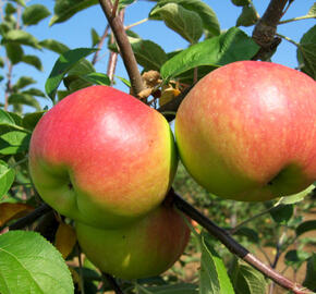 Jabloň zimní 'Ontario' - Malus domestica 'Ontario'