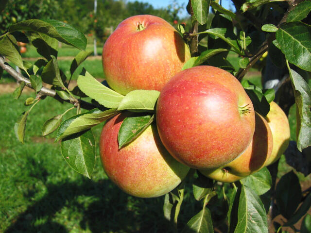 Jabloň zimní 'Nabella' - Malus domestica 'Nabella'