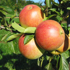 Jabloň zimní 'Nabella' - Malus domestica 'Nabella'