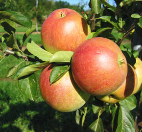 Jabloň zimní 'Nabella' - Malus domestica 'Nabella'