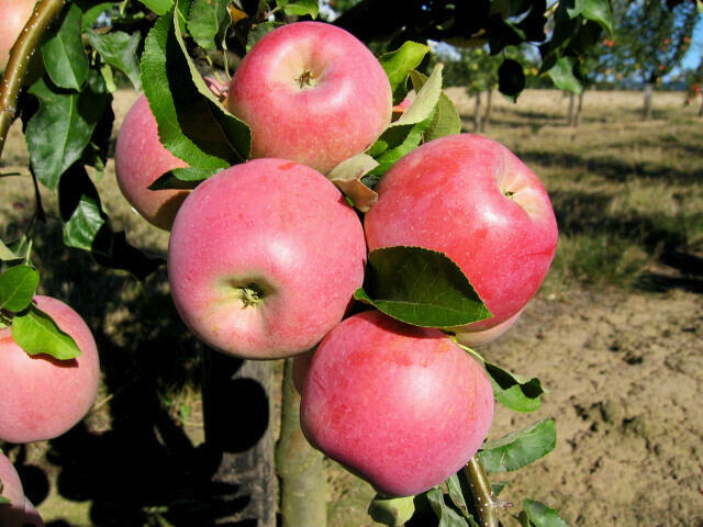 Jabloň zimní 'Melodie' - Malus domestica 'Melodie'