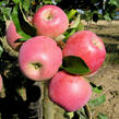 Jabloň zimní 'Melodie' - Malus domestica 'Melodie'