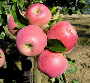 Jabloň zimní 'Melodie' - Malus domestica 'Melodie'