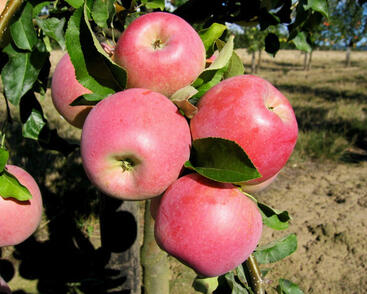 Jabloň zimní 'Melodie'