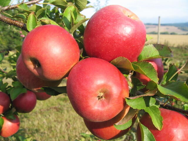 Jabloň zimní 'Lotos' - Malus domestica 'Lotos'