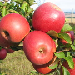 Jabloň zimní 'Lotos' - Malus domestica 'Lotos'
