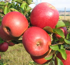 Jabloň zimní 'Lotos' - Malus domestica 'Lotos'