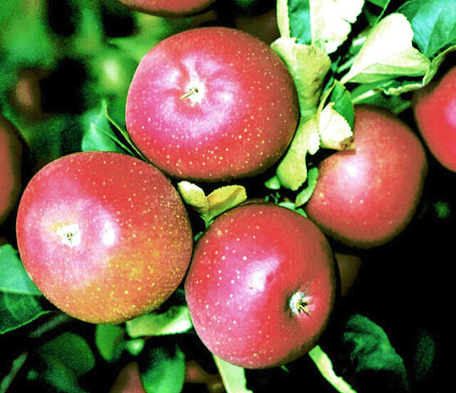 Jabloň zimní 'Lord Lambourne Red' - Malus domestica 'Lord Lambourne Red'