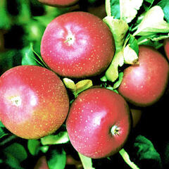 Jabloň zimní 'Lord Lambourne Red' - Malus domestica 'Lord Lambourne Red'