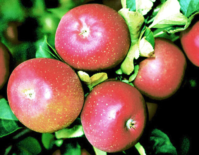 Jabloň zimní 'Lord Lambourne Red' - Malus domestica 'Lord Lambourne Red'