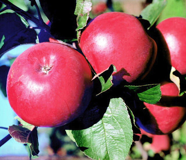 Jabloň zimní 'Klára' - Malus domestica 'Klára'