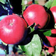 Jabloň zimní 'Klára' - Malus domestica 'Klára'
