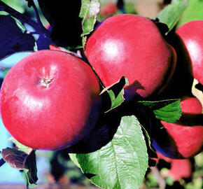 Jabloň zimní 'Klára' - Malus domestica 'Klára'