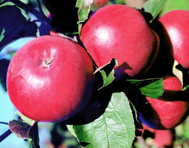 Jabloň zimní 'Klára' - Malus domestica 'Klára'