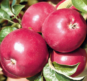 Jabloň zimní 'Karmina' - Malus domestica 'Karmina'