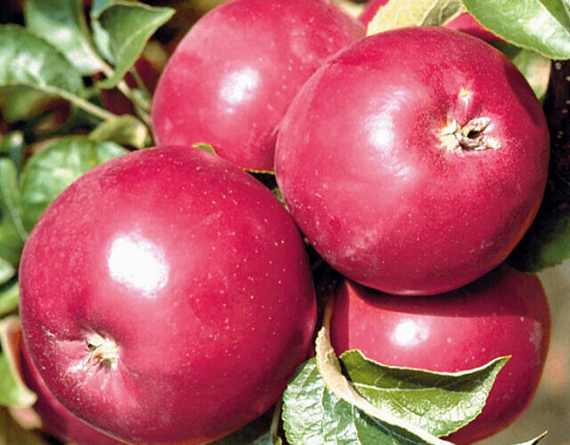 Jabloň zimní 'Karmina' - Malus domestica 'Karmina'