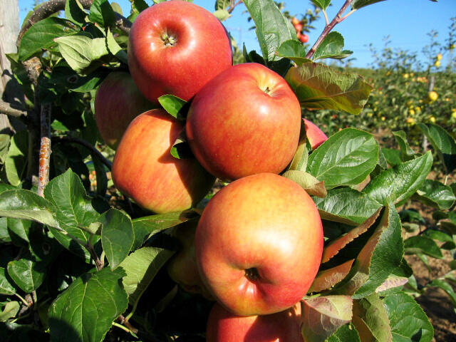 Jabloň zimní 'Domino' - Malus domestica 'Domino'