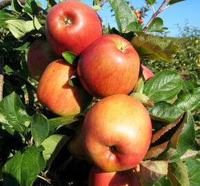 Jabloň zimní 'Domino' - Malus domestica 'Domino'