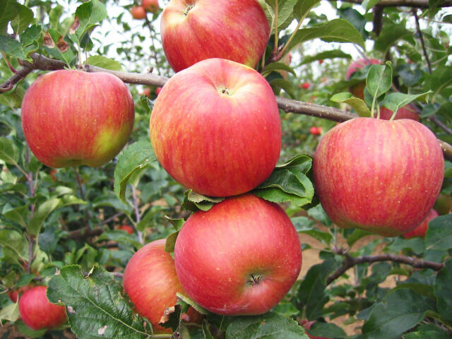 Jabloň zimní 'Delor' - Malus domestica 'Delor'