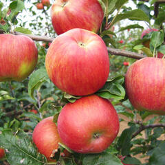 Jabloň zimní 'Delor' - Malus domestica 'Delor'