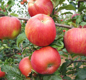 Jabloň zimní 'Delor' - Malus domestica 'Delor'