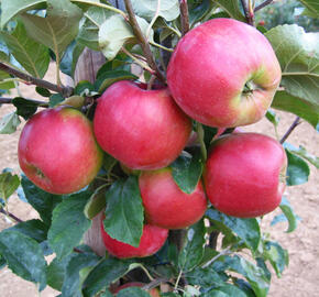 Jabloň zimní 'Deliga' - Malus domestica 'Deliga'