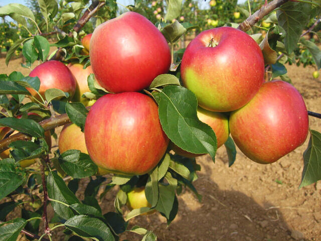 Jabloň zimní 'Angold' - Malus domestica 'Angold'