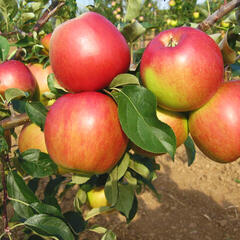 Jabloň zimní 'Angold' - Malus domestica 'Angold'