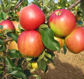 Jabloň zimní 'Angold' - Malus domestica 'Angold'