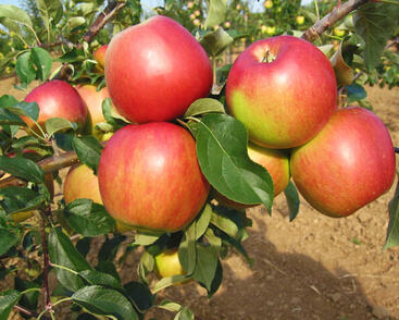 Jabloň zimní 'Angold'