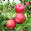 Jabloň zimní 'Aneta' - Malus domestica 'Aneta'