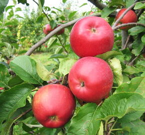 Jabloň zimní 'Aneta' - Malus domestica 'Aneta'