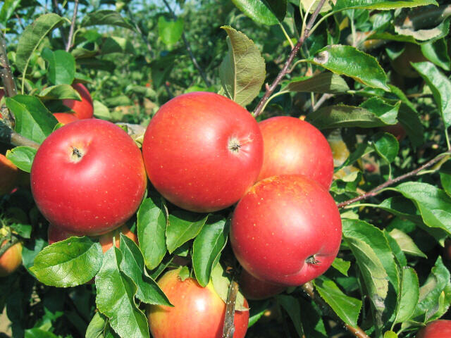 Jabloň podzimní 'Akane' - Malus domestica 'Akane'