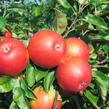 Jabloň podzimní 'Akane' - Malus domestica 'Akane'