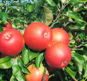 Jabloň podzimní 'Akane' - Malus domestica 'Akane'