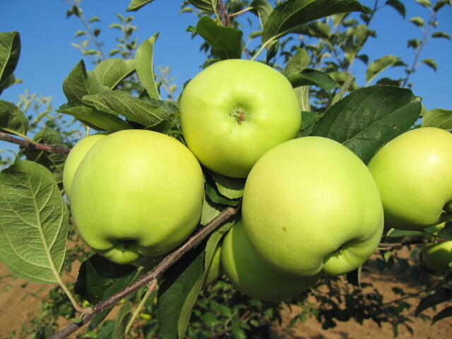 Jabloň letní 'Early Gold' - Malus domestica 'Early Gold'