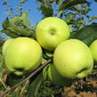 Jabloň letní 'Early Gold' - Malus domestica 'Early Gold'