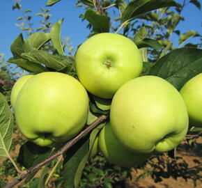 Jabloň letní 'Early Gold' - Malus domestica 'Early Gold'