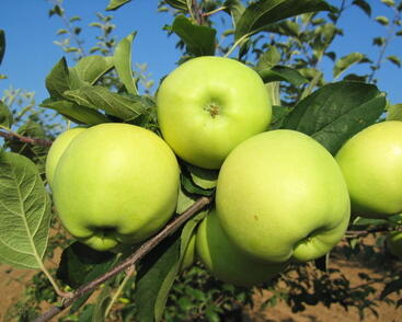 Jabloň letní 'Early Gold'