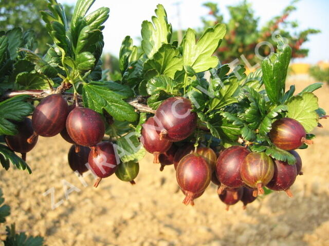 Angrešt červený 'Martlet' - Grossularia uva-crispa 'Martlet'