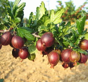 Angrešt červený 'Martlet' - Grossularia uva-crispa 'Martlet'