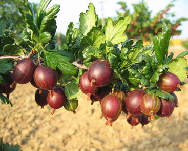 Angrešt červený 'Martlet'