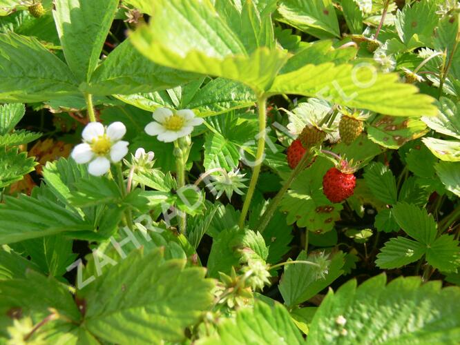 Jahodník měsíční 'Rujana' - Fragaria vesca 'Rujana'
