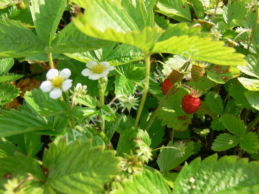 Jahodník měsíční 'Rujana' - Fragaria vesca 'Rujana'