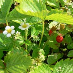 Jahodník měsíční 'Rujana' - Fragaria vesca 'Rujana'