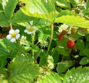 Jahodník měsíční 'Rujana' - Fragaria vesca 'Rujana'