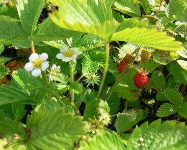 Jahodník měsíční 'Rujana'