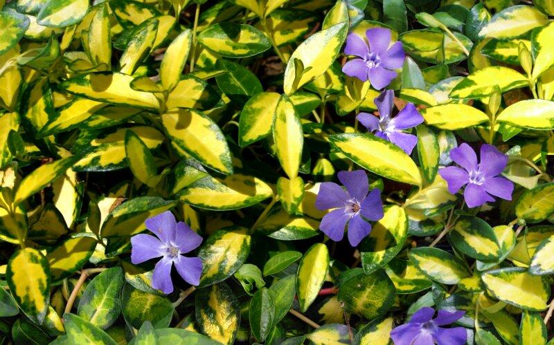 Barvínek menší 'Aureovariegata' - Vinca minor 'Aureovariegata'