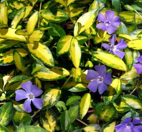 Barvínek menší 'Aureovariegata'