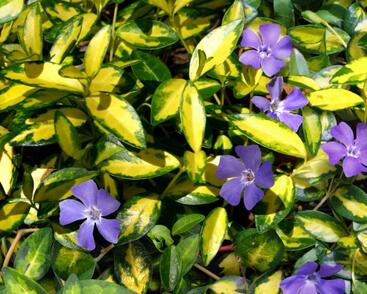 Barvínek menší 'Aureovariegata'